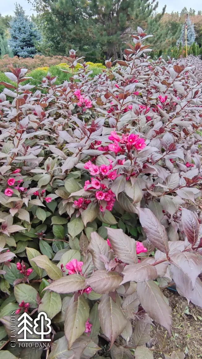 Weigela florida   WINE AND ROSES = 'Alexandra'